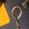 Nos green 1969 camaro z28 dipstick 302 dz. Gm part w dimple. - Image 3