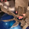 064 fan blade.  Unique design only for 70ls6 and 71 z28......gm original. - Image 3
