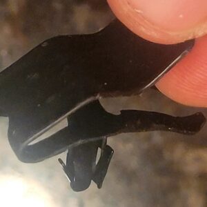 1969 camaro positive cable gm clip for top of subfrane under alternator.